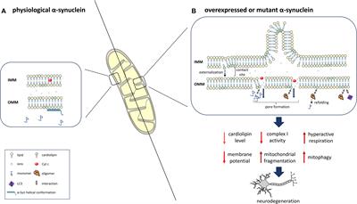 Interaction of Alpha-Synuclein With Lipids: Mitochondrial Cardiolipin as a Critical Player in the Pathogenesis of Parkinson’s Disease